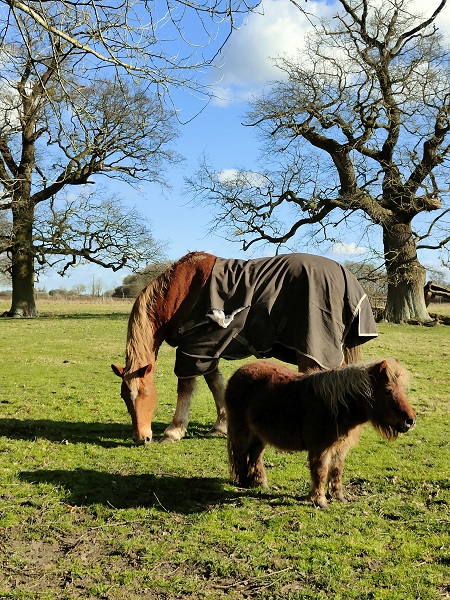 Kentwell Hall - Horses