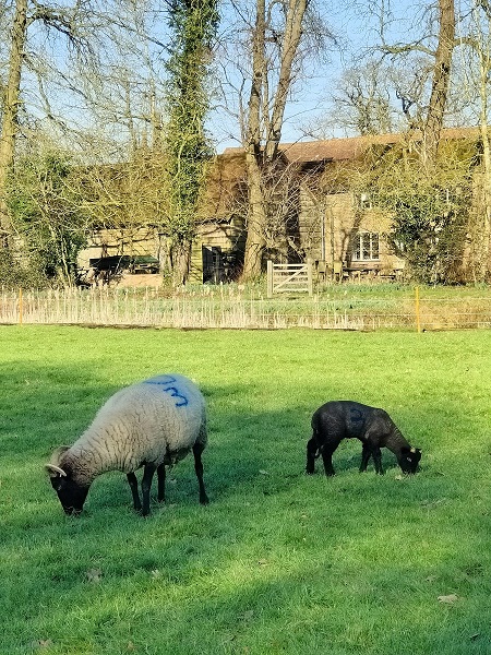 Kentwell Hall - Lamb