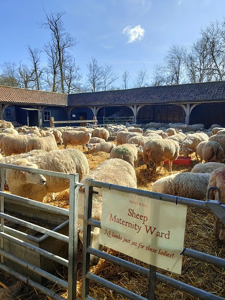 Kentwell Hall - Pregnant Sheep