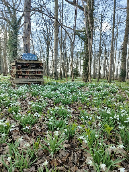 Kentwell Hall - Snowdrops